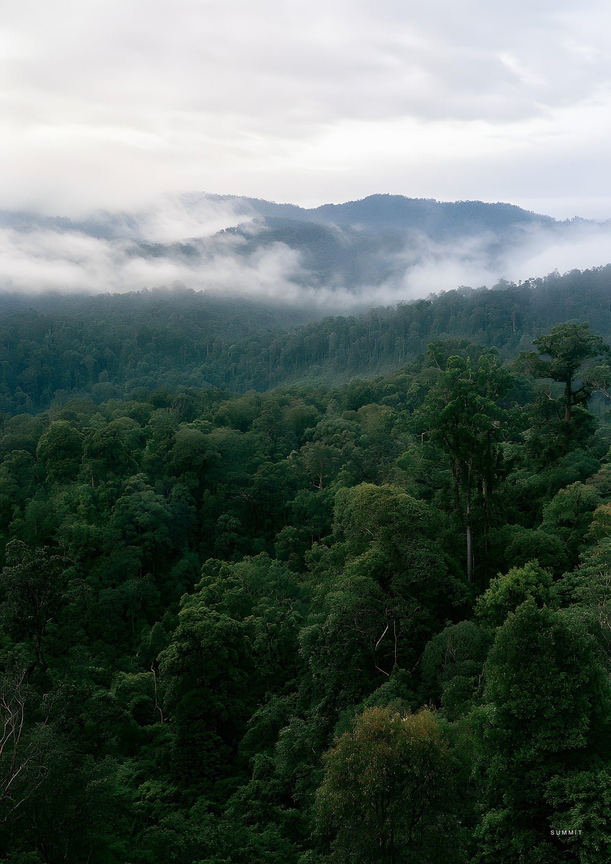 Rainforest, unframed art print