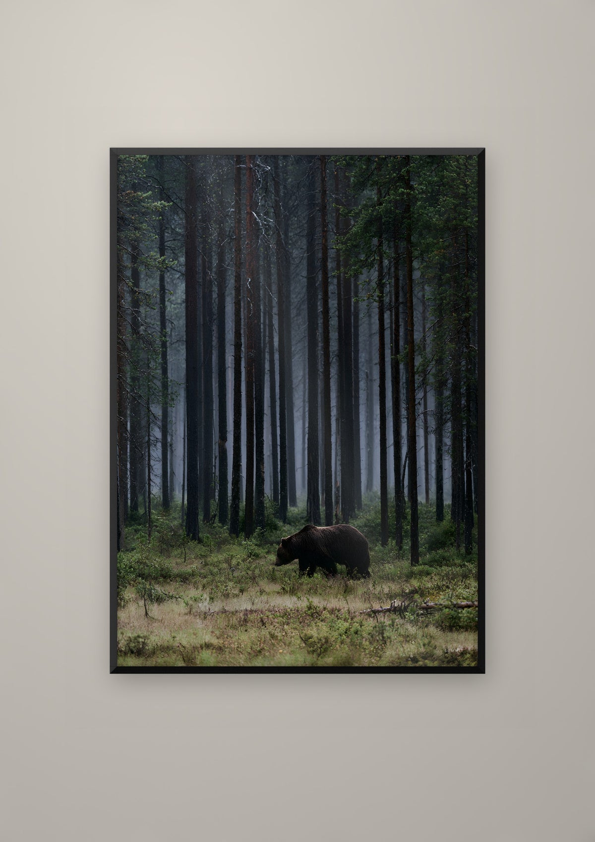 The Bear in a black frame