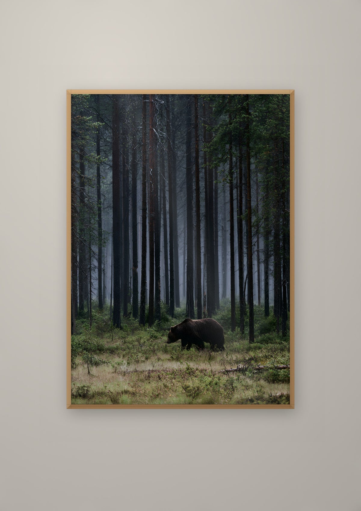 The Bear in a natural wood frame