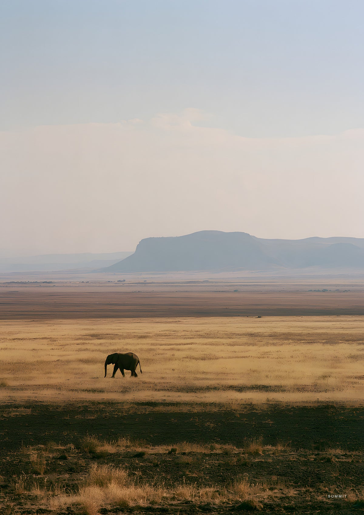 The Elephant, unframed art print