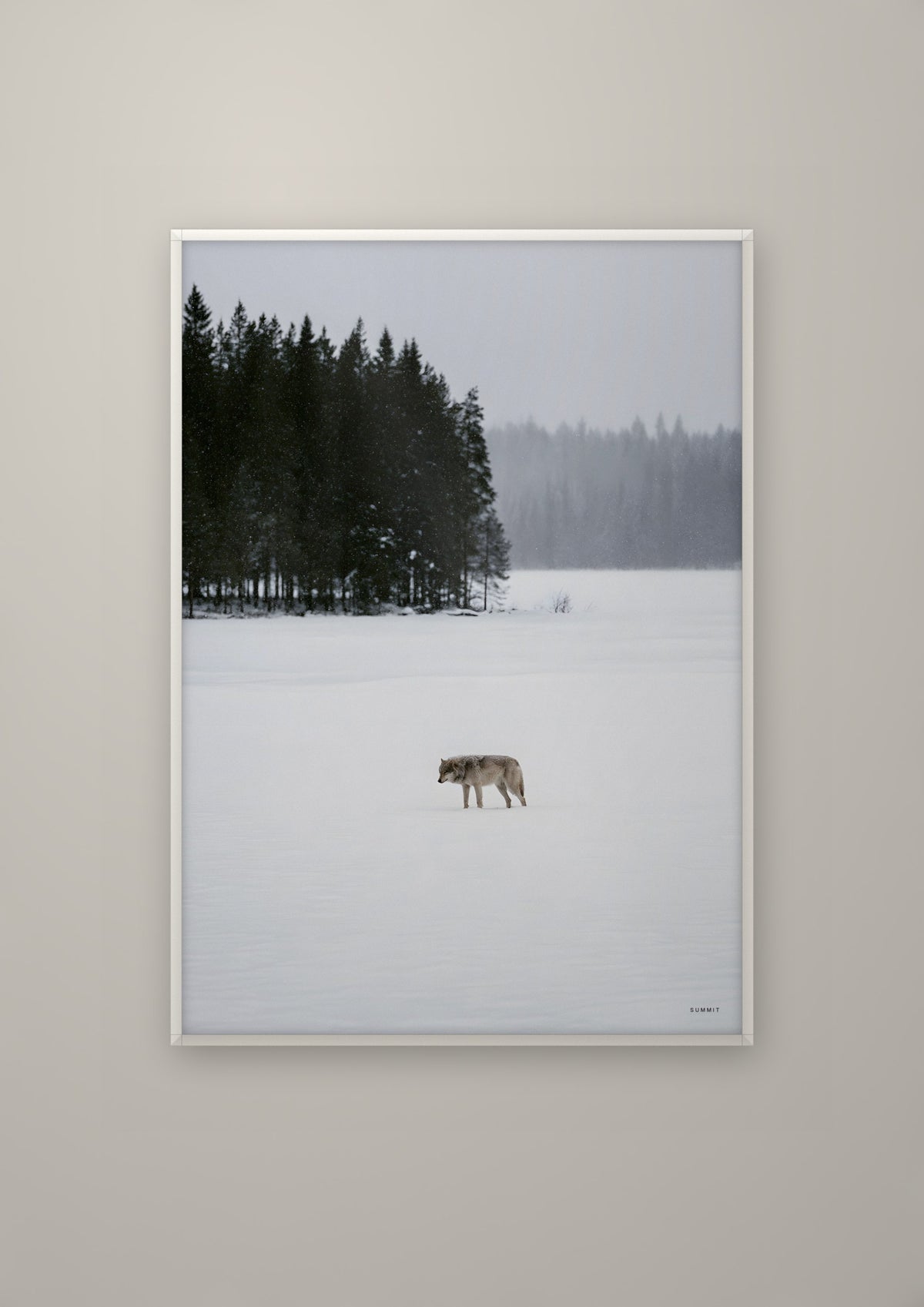 The Wolf in a white frame