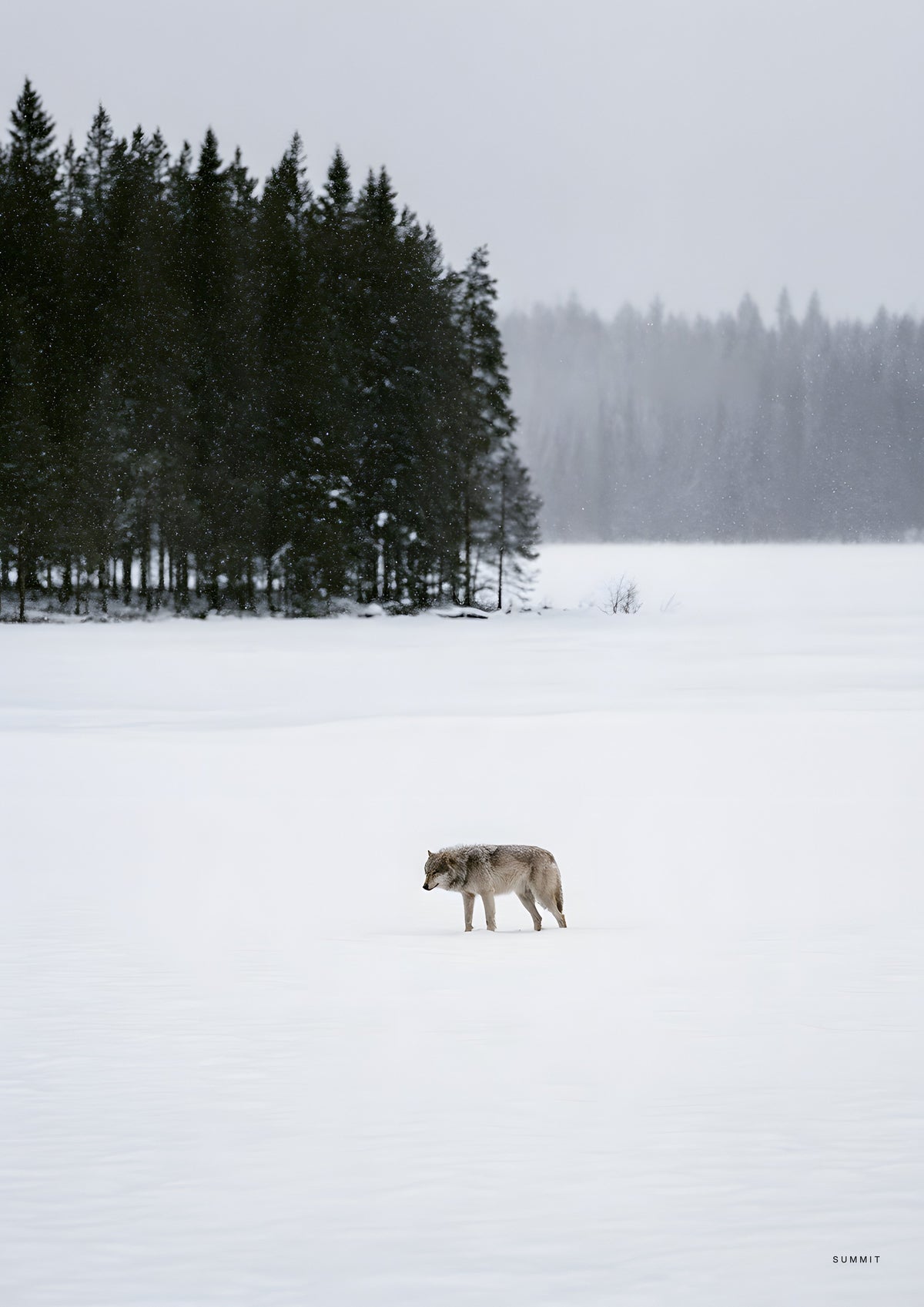 The Wolf, unframed art print